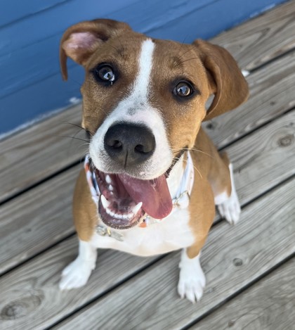 Photo of Benson