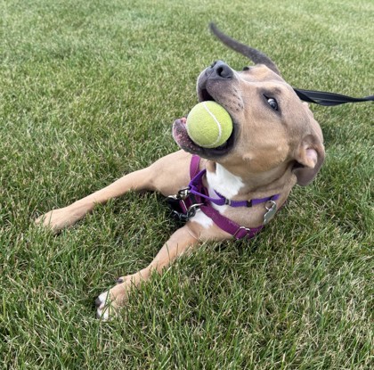 View Moxie the Dog Photo #3