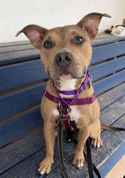 Photo of Moxie