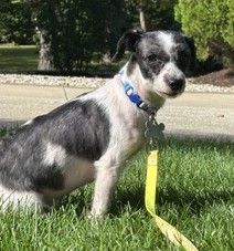 View Luke the Dog Photo #2