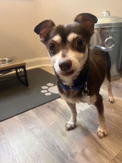 View Taquito the Dog Photo #2
