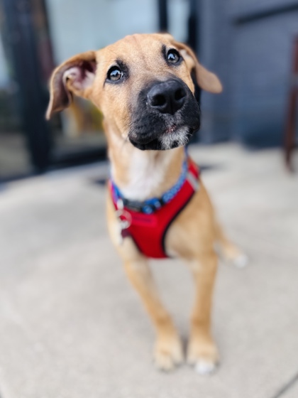 View Mosey the Dog Photo #2
