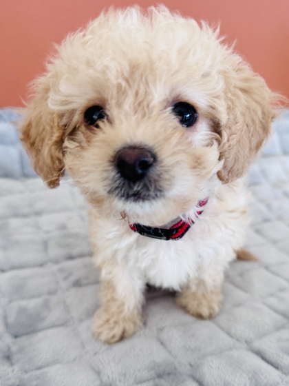 View Lucy Lu the Dog Photo #2