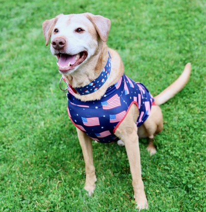 View Charlamagne the Dog Photo #2