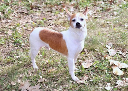 View Jimmy the Dog Photo #2