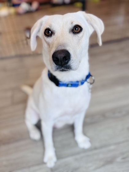 View Nilla the Dog Photo #2