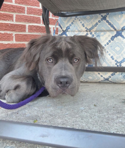 View Bane the Dog Photo #3
