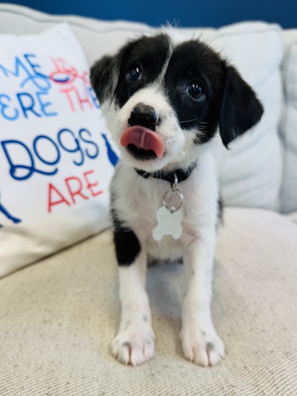 View Oreo the Dog Photo #3