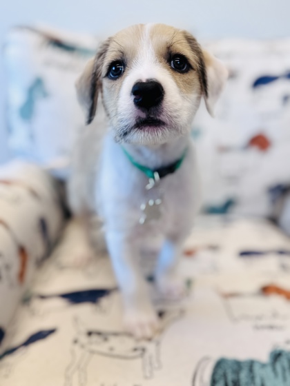 View Nacho the Dog Photo #2