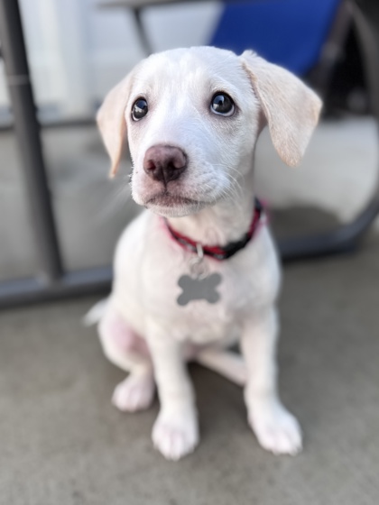 View Velma Kelly the Dog Photo #2