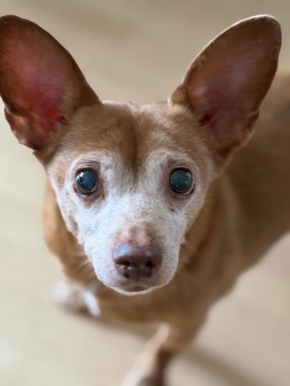 View Penelope the Dog Photo #3