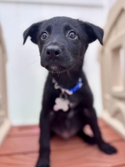 View Linus the Dog Photo #3