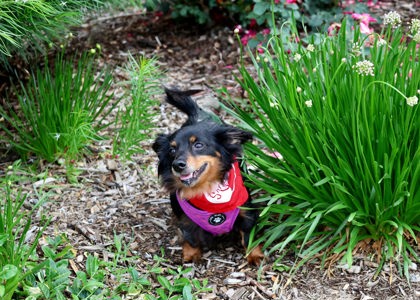 View Abby Love the Dog Photo #2