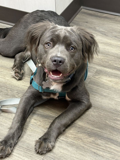 View Bane the Dog Photo #2