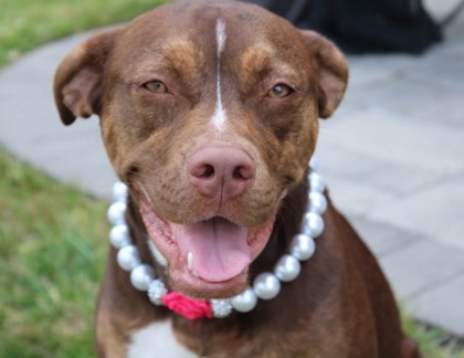 Photo of Rebel