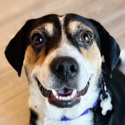 Photo of Shyla