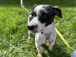 View Luke the Dog Photo #3