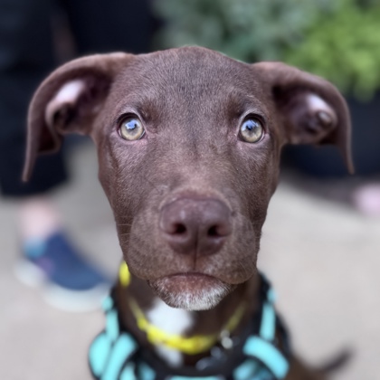Photo of Luna