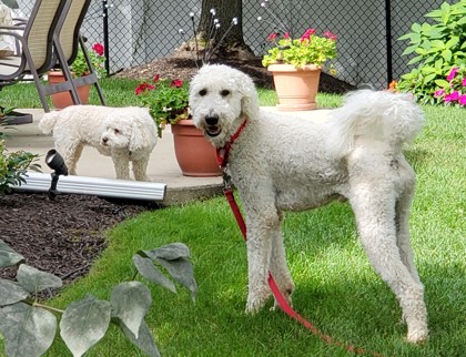 View Eddy the Dog Photo #3