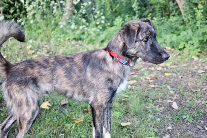 View Snoop the Dog Photo #3