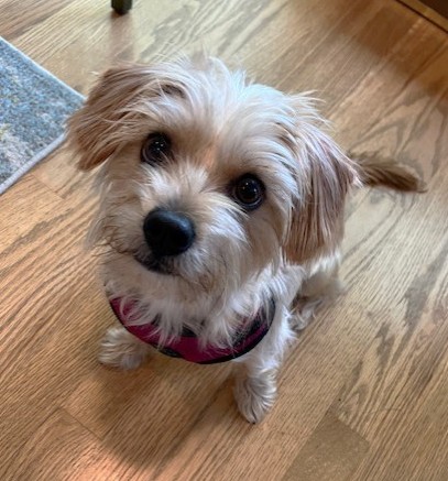 Photo of Chai