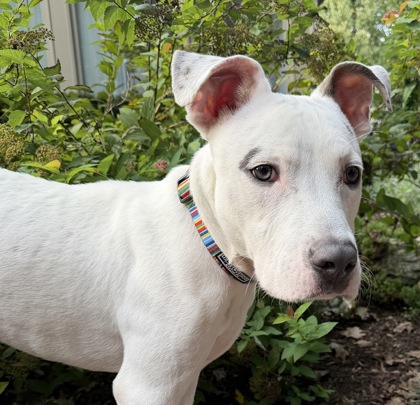 View Mello the Dog Photo #3