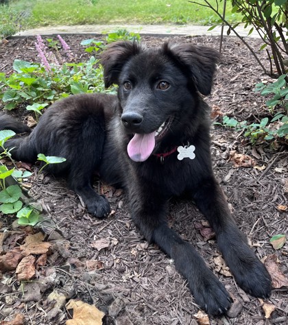 Winston - Dog