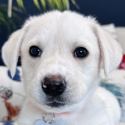 Photo of Snookie