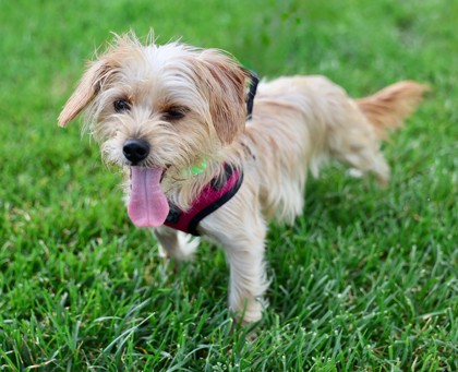 View Chai the Dog Photo #3