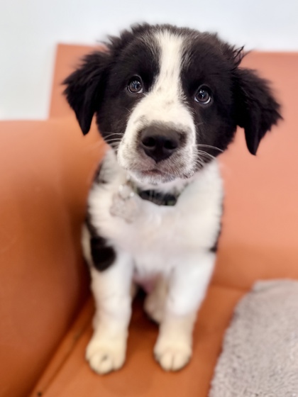 View Monroe the Dog Photo #2