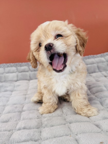 View Skyler the Dog Photo #3