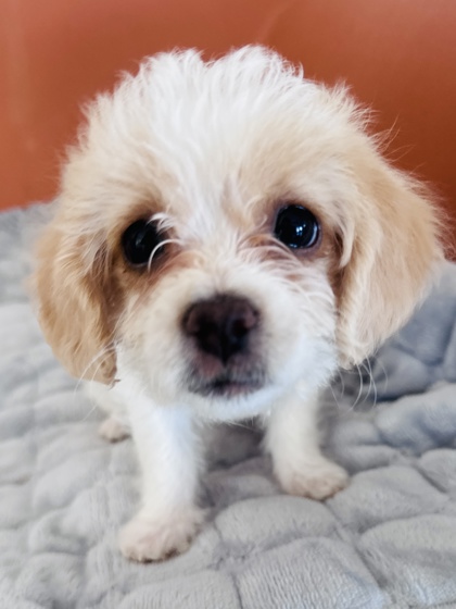 View Anitta the Dog Photo #3