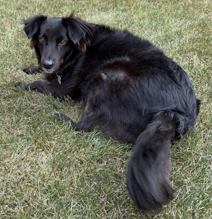 View Cima the Dog Photo #3