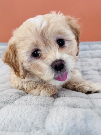 View Skyler the Dog Photo #2