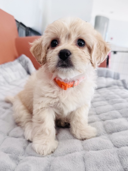 View Posie the Dog Photo #3