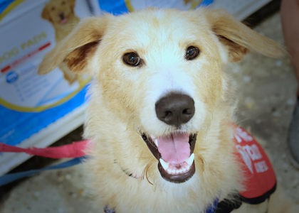 Photo of Cooper