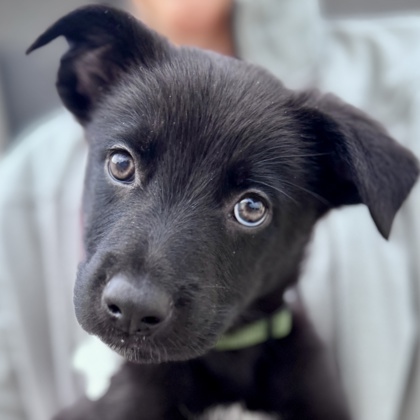 Photo of Jetson
