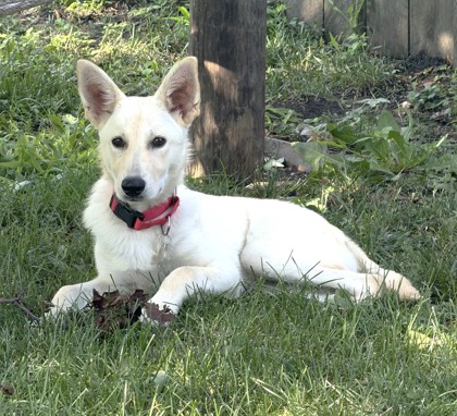 View Thor the Dog Photo #3