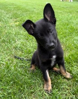 Photo of Turbo