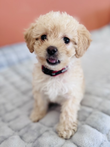Photo of Lucy Lu