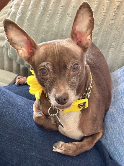 View Pumpkin Spice the Dog Photo #2
