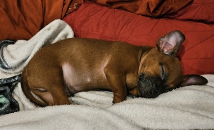 View Phil the Dog Photo #2