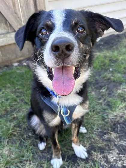 View Ronaldo the Dog Photo #2