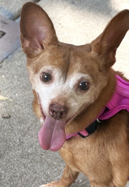 Photo of Penelope