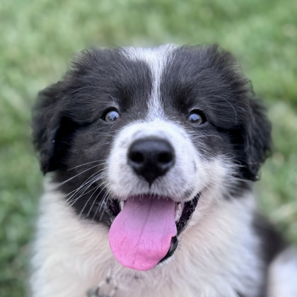 Photo of Puddles