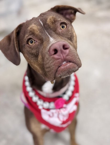 Photo of Rebel