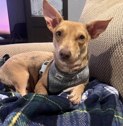 Photo of Olive