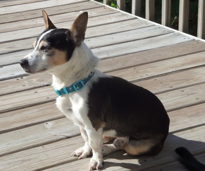 View Russell the Dog Photo #2
