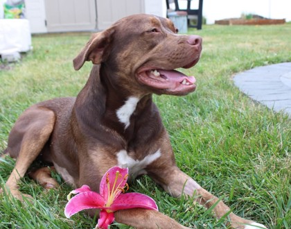 View Rebel the Dog Photo #2