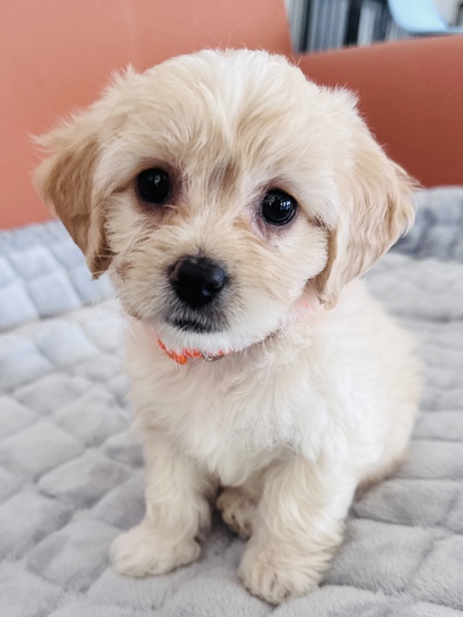Photo of Posie
